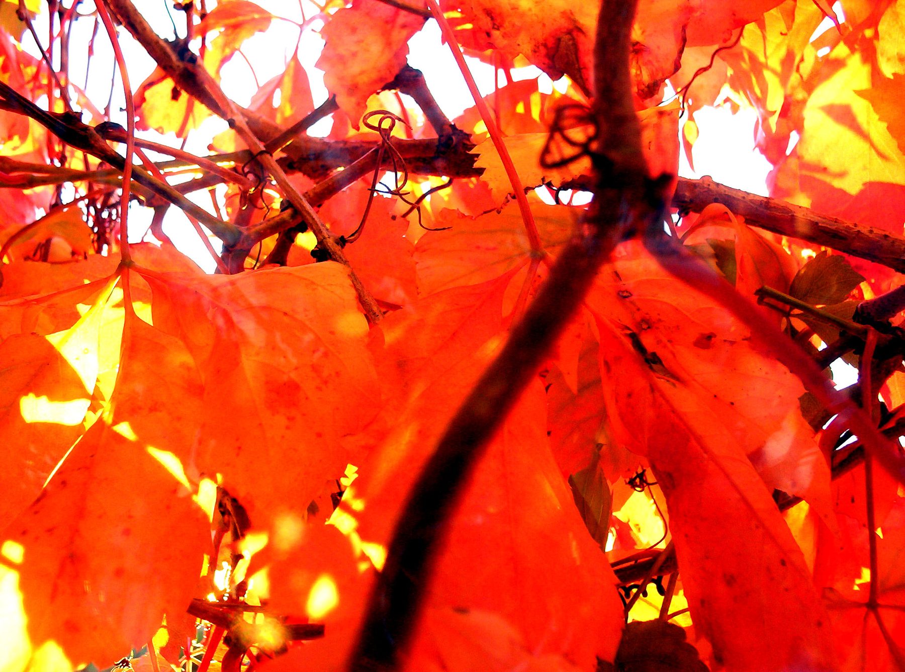 Backlit red maple leaves glowing against the light in Michigans Upper Peninsula | State Wide Real Estate of Houghton Backlit red maple leaves glowing against the light in Michigan's Upper Peninsula