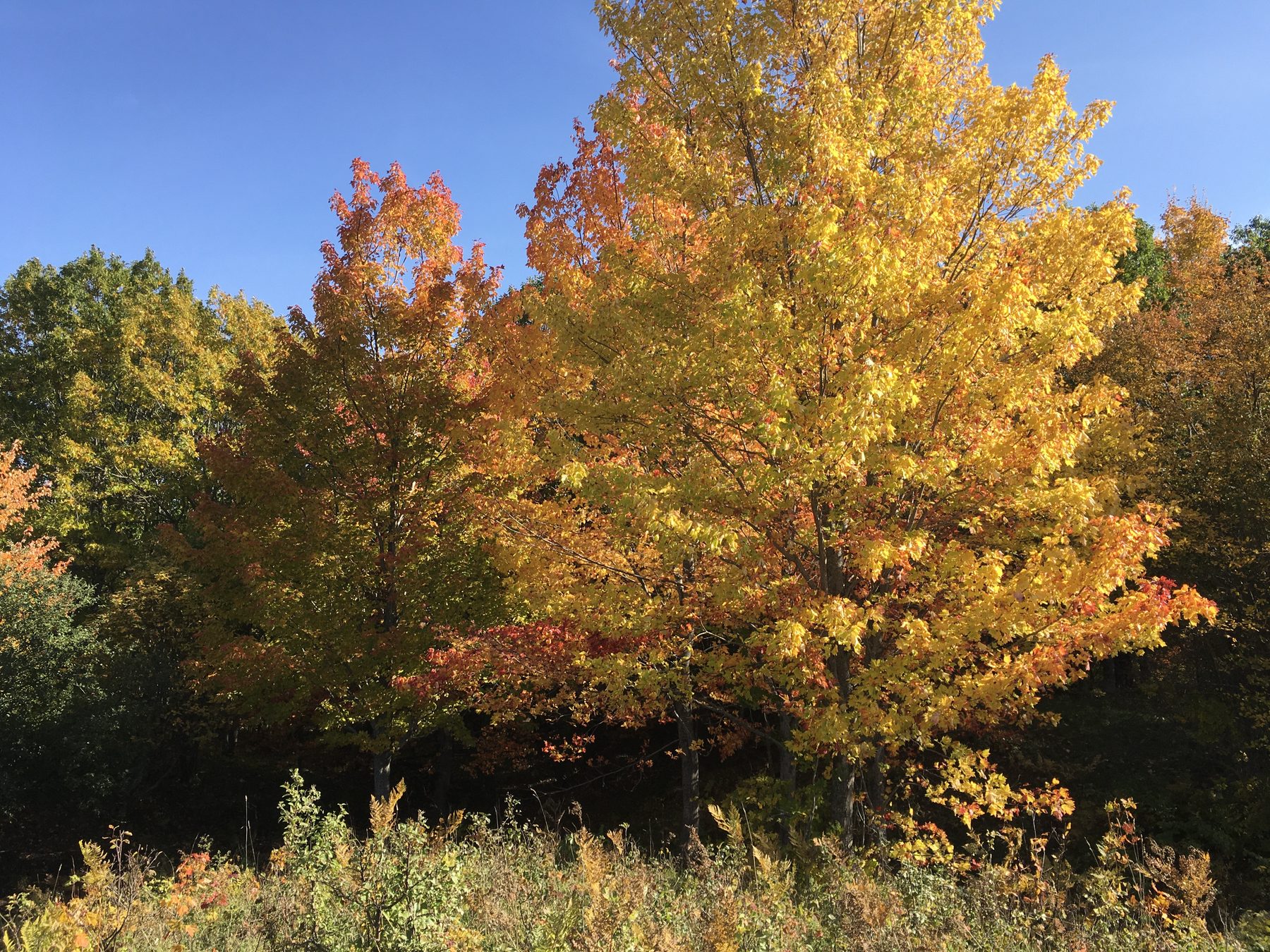 A gold maple canopy against a blue Upper Peninsula sky | State Wide Real Estate of Houghton A gold maple canopy against a blue Upper Peninsula sky