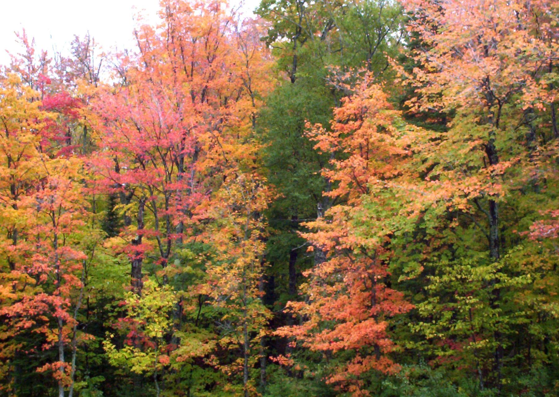 Layers of red orange and gold in a Keweenaw fall forest | State Wide Real Estate of Houghton Layers of red, orange, and gold in a Keweenaw fall forest