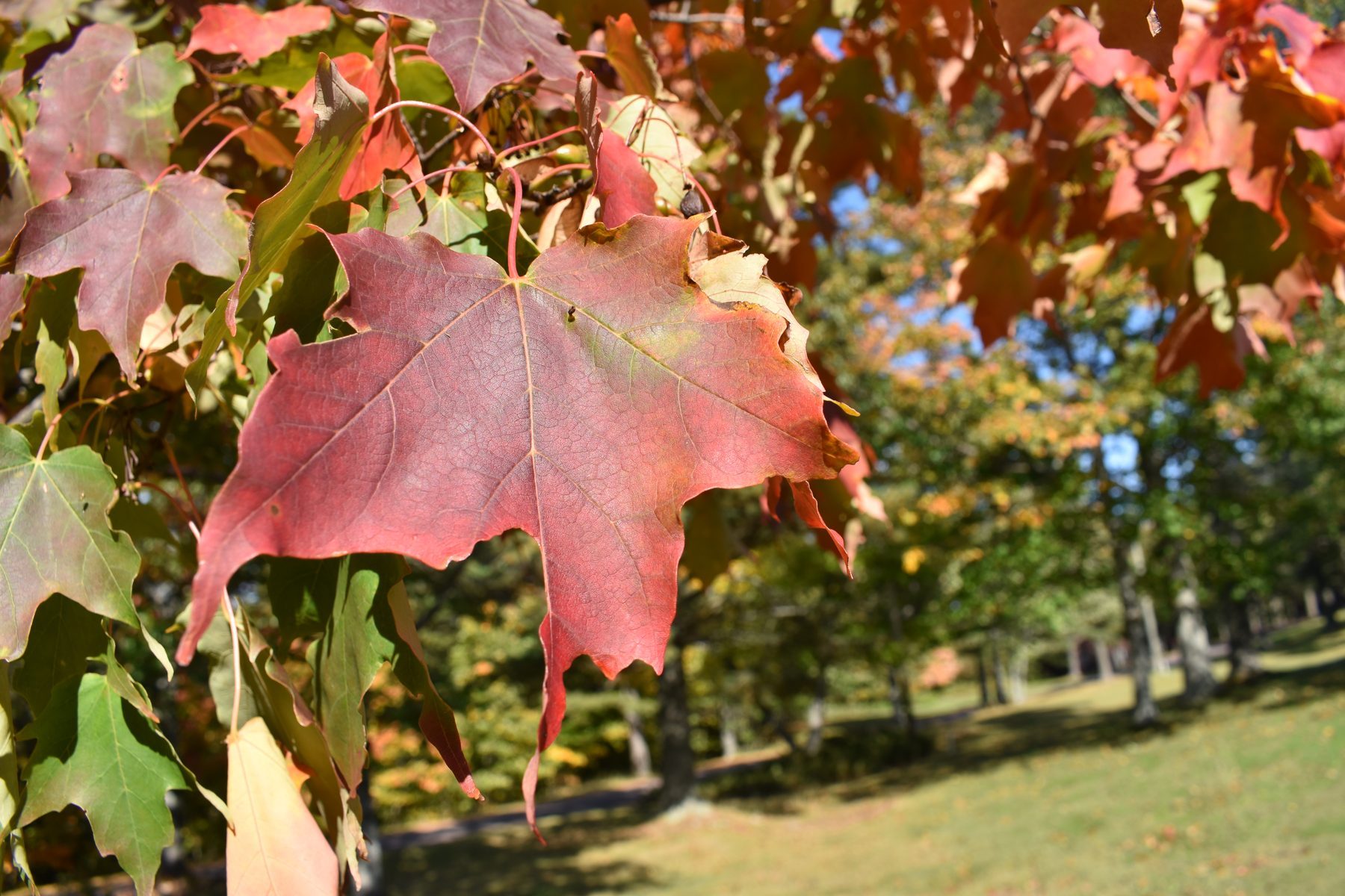A maple leaf turning red while others are still green | State Wide Real Estate of Houghton A maple leaf turning red while others are still green