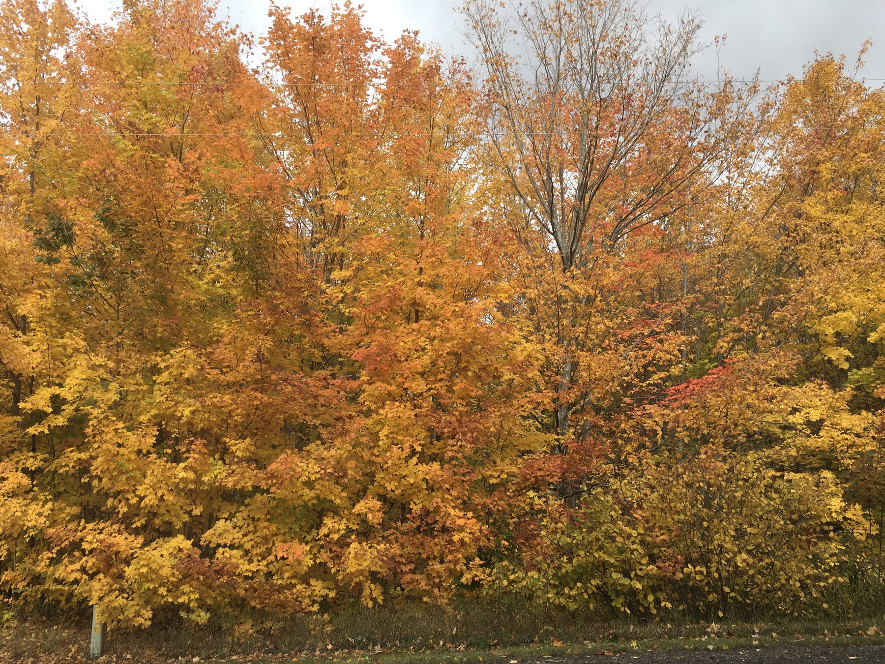 Sugar maples at peak fall color in Michigans Upper Peninsula | State Wide Real Estate of Houghton Sugar maples at peak fall color in Michigan's Upper Peninsula