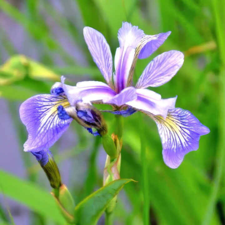 A close-up of a purple iris flower with delicate white and yellow markings on its petals, set against a blurred green background of grass and foliage.