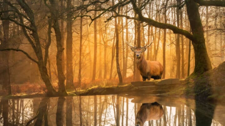 A majestic stag stands beside a calm forest pond at sunrise, surrounded by tall trees with golden light streaming through the misty woodland.