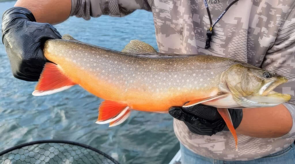 Fishing-in-Michigan | State Wide Real Estate of Houghton A person wearing black gloves holds a large, colorful fish with a bright orange belly and fins over the water, showing its size and detail.