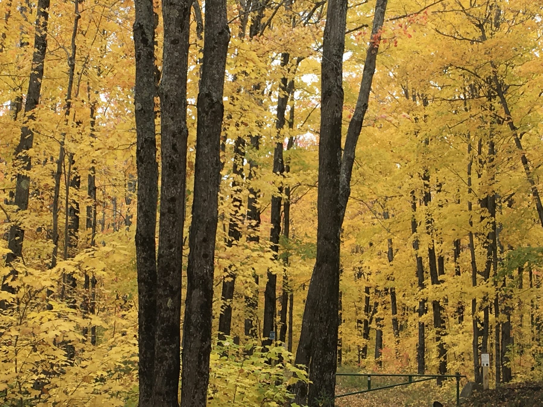 Gold aspen and birch trunks in a Copper Country forest at peak fall color