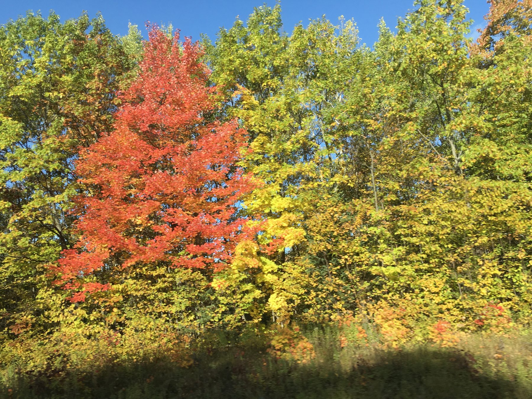 A brilliant orange maple at peak fall color in the Keweenaw