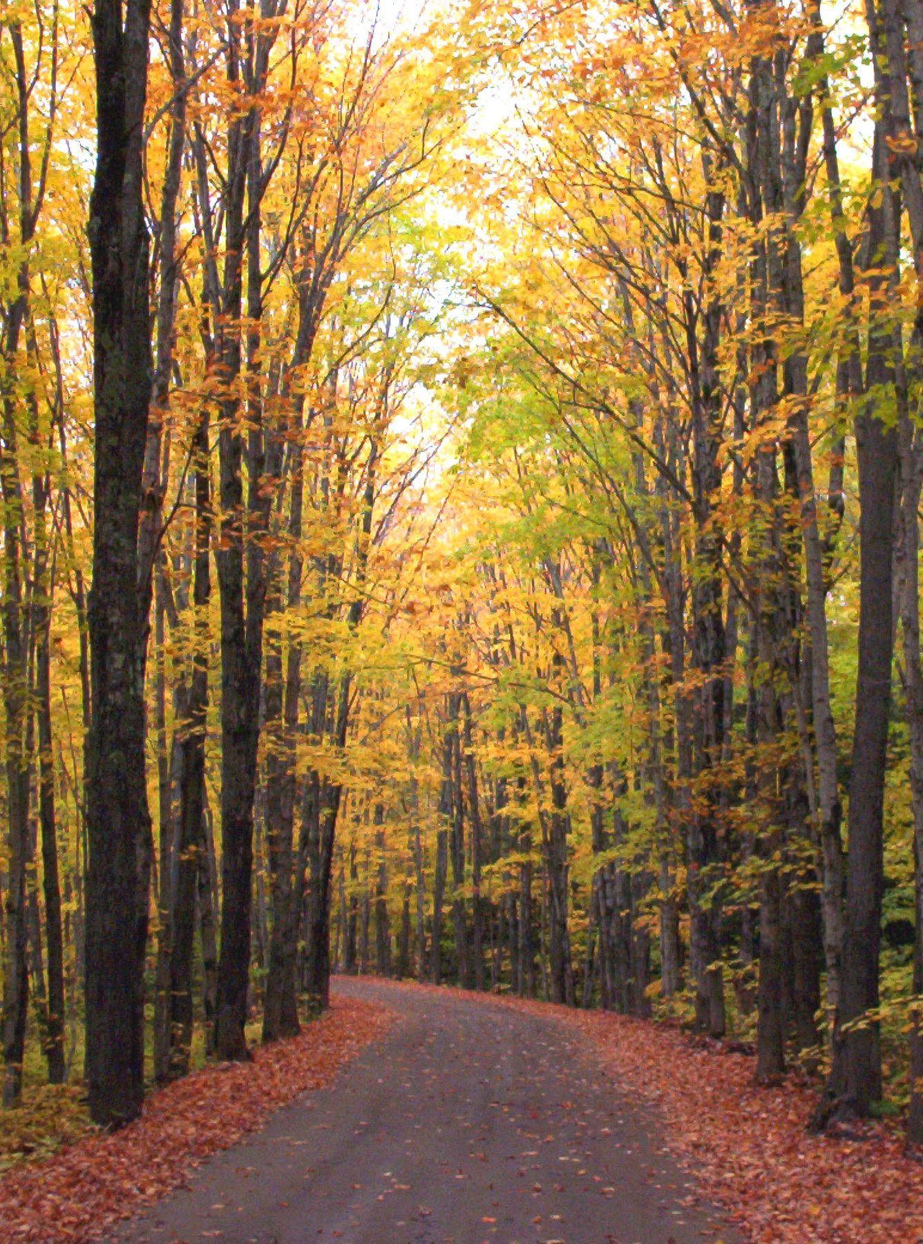 A dirt road running under a gold autumn canopy in the Copper Country