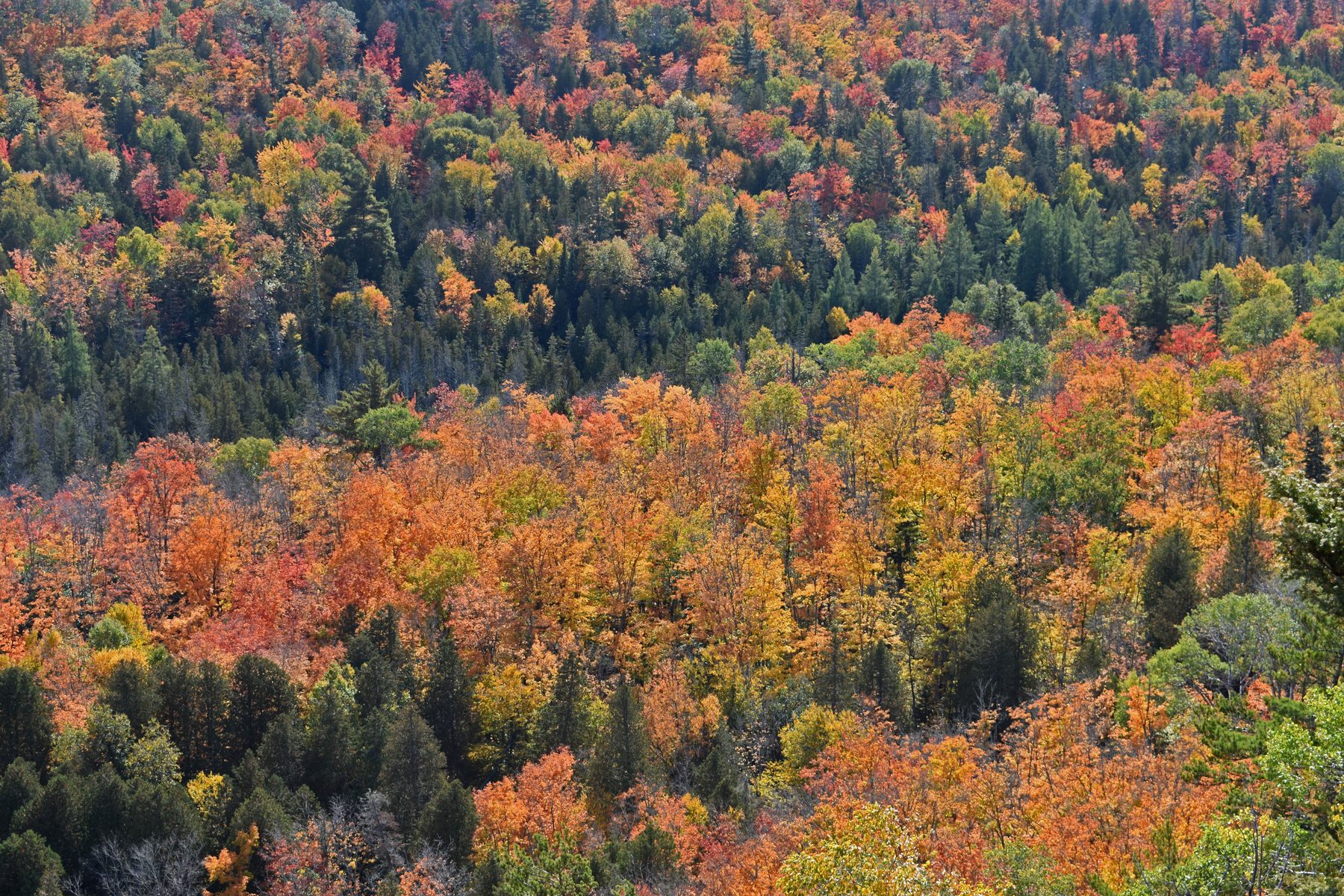 Forest overlook showing orange and red fall color across the Copper Country