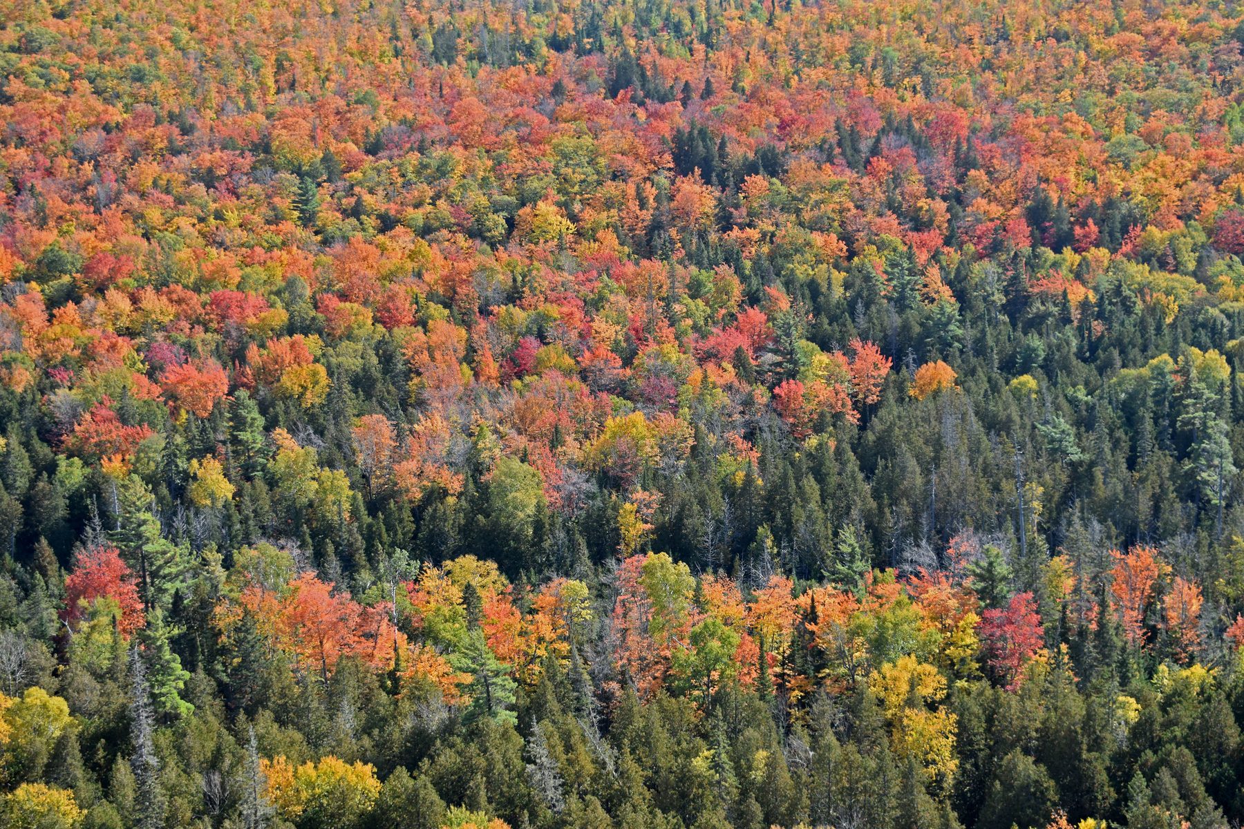 A Copper Country forest valley in full fall color from an overlook