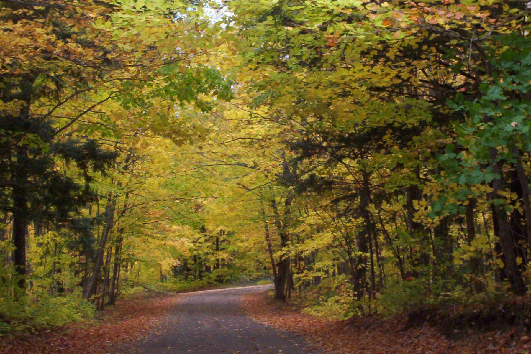 Covered Road in Houghton County running under an arch of gold fall canopy