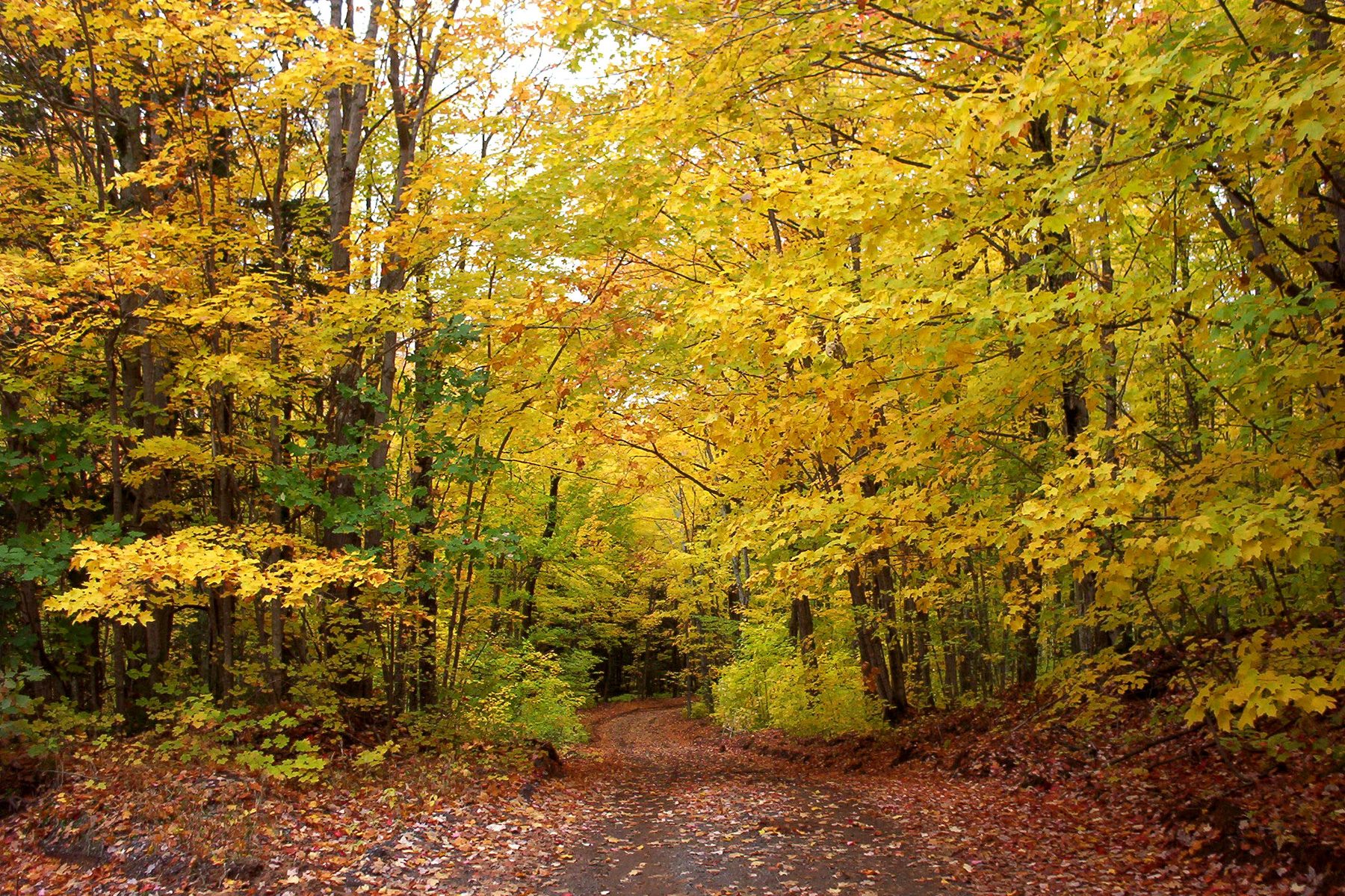 A Copper Country back road running through gold fall forest