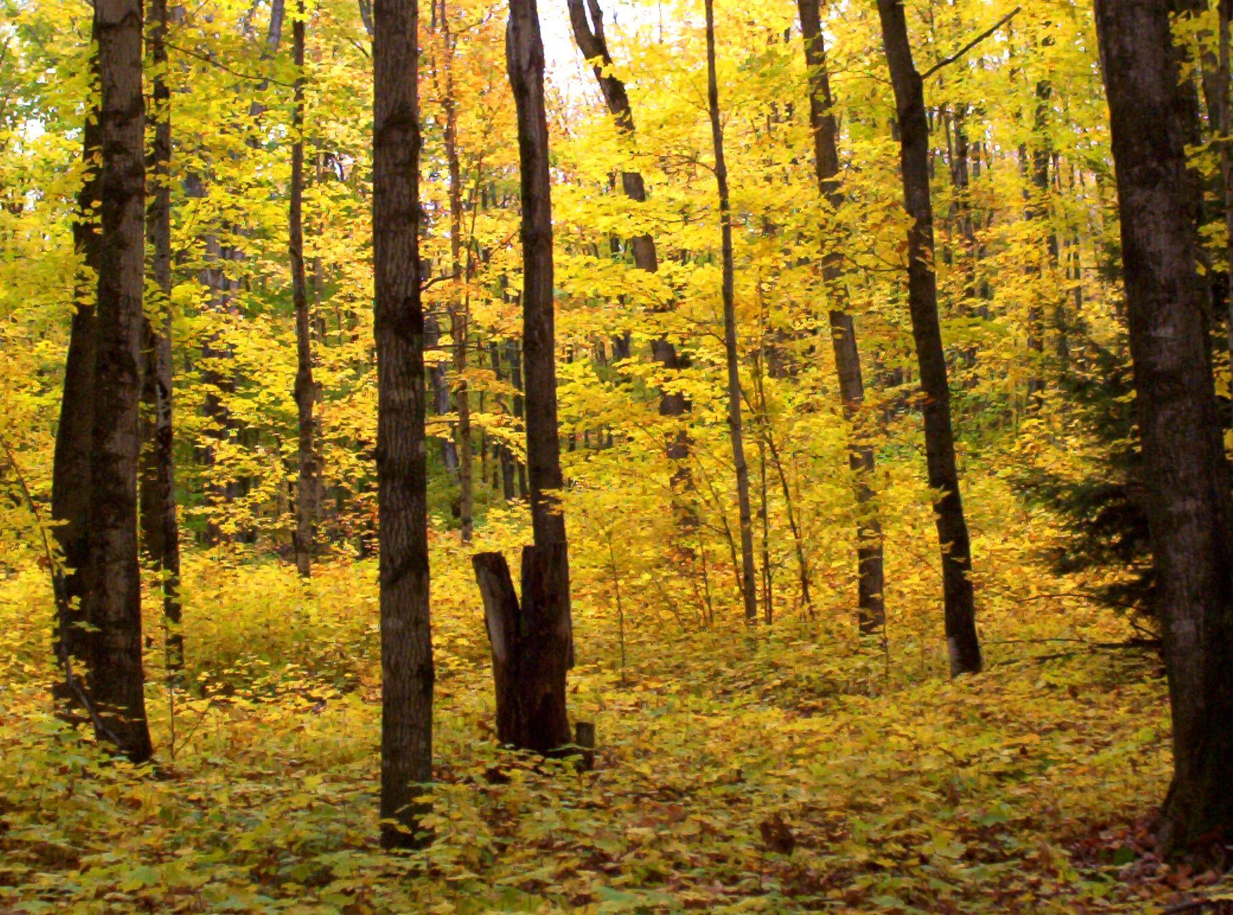 Gold forest interior and bare trunks during Copper Country fall