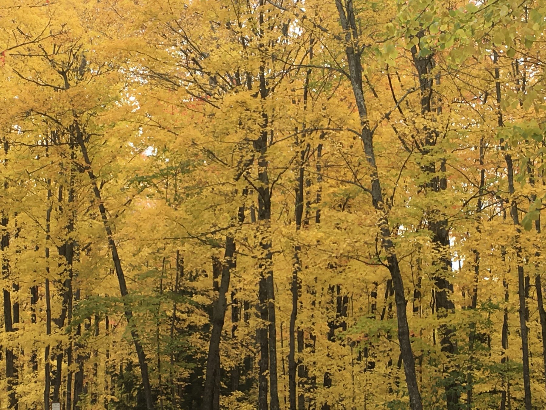 Looking up into a gold birch and aspen canopy in the Keweenaw