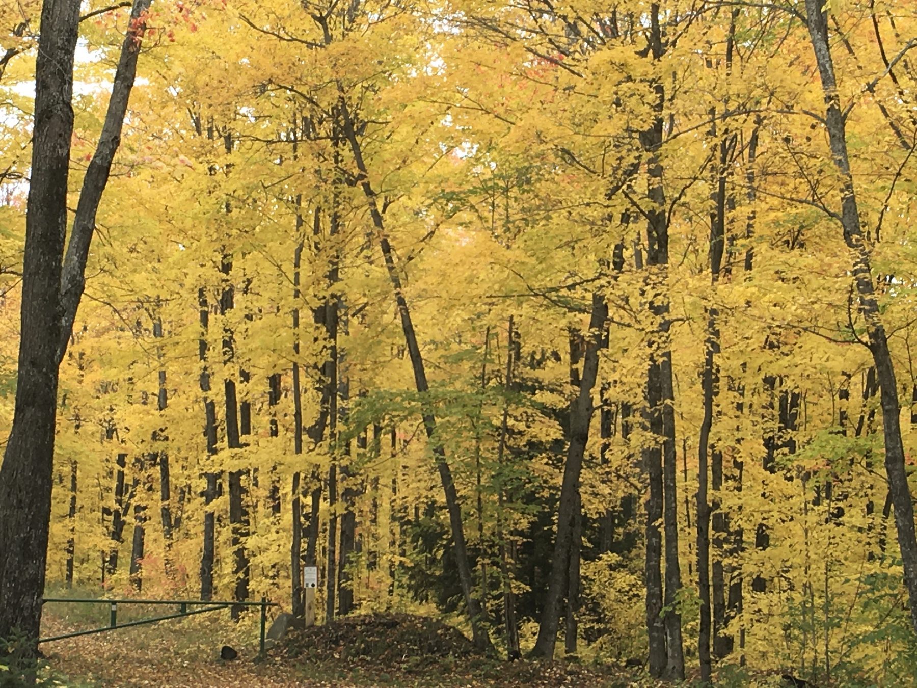 Inside a gold hardwood forest during Copper Country fall color