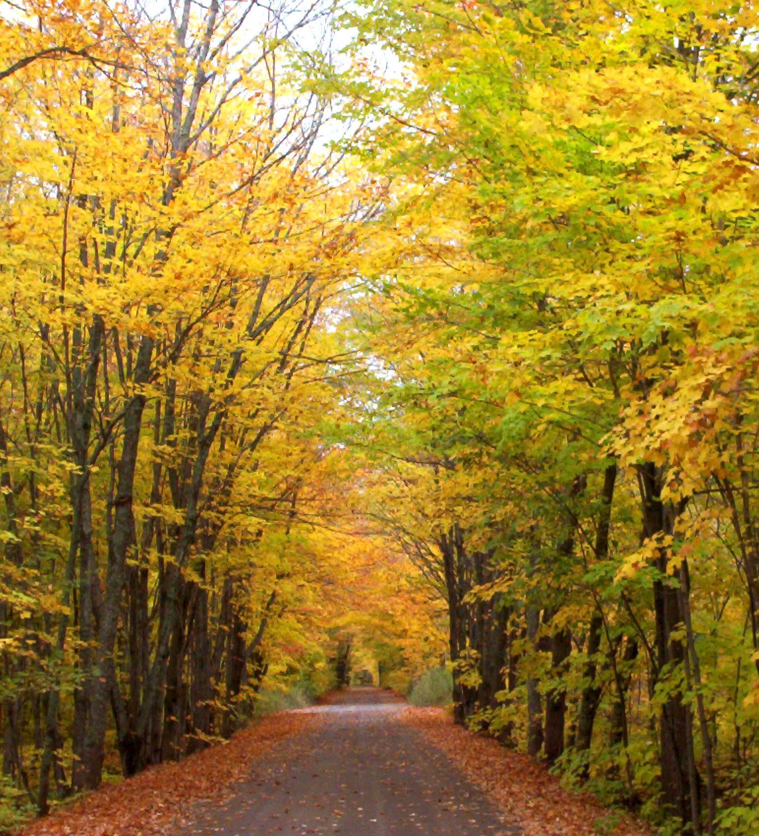 A Keweenaw back road running under an overhanging gold canopy