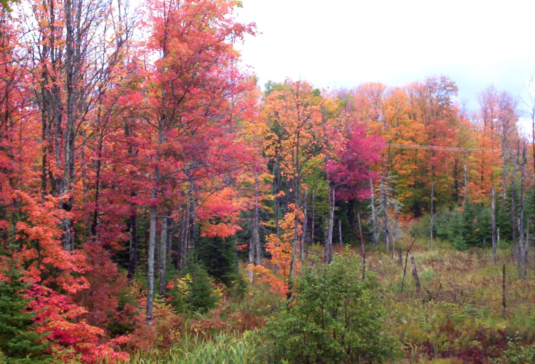 Red maples at peak fall color in a Keweenaw forest