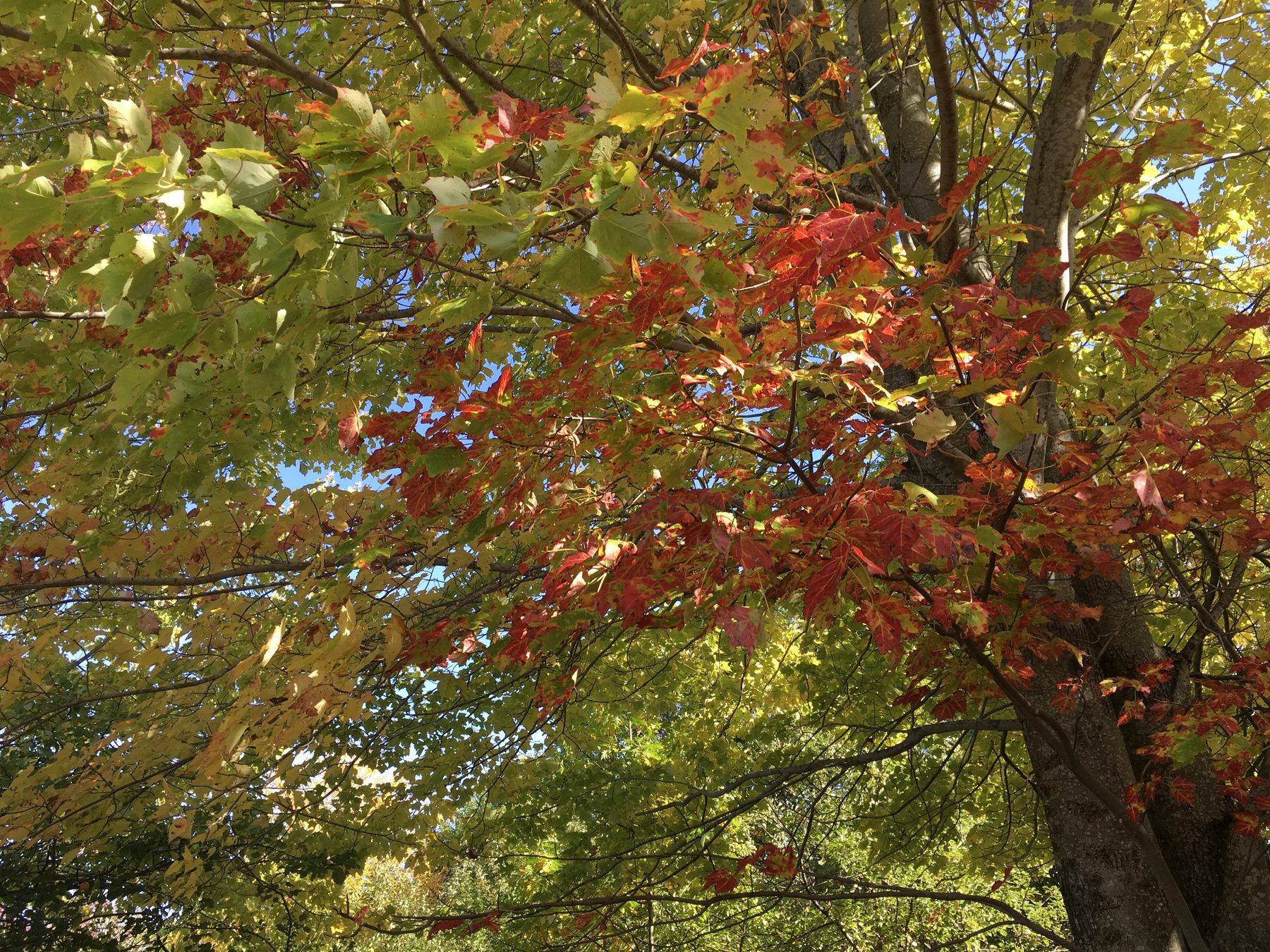 A maple canopy caught mid-turn, orange leaves alongside green, in the Keweenaw