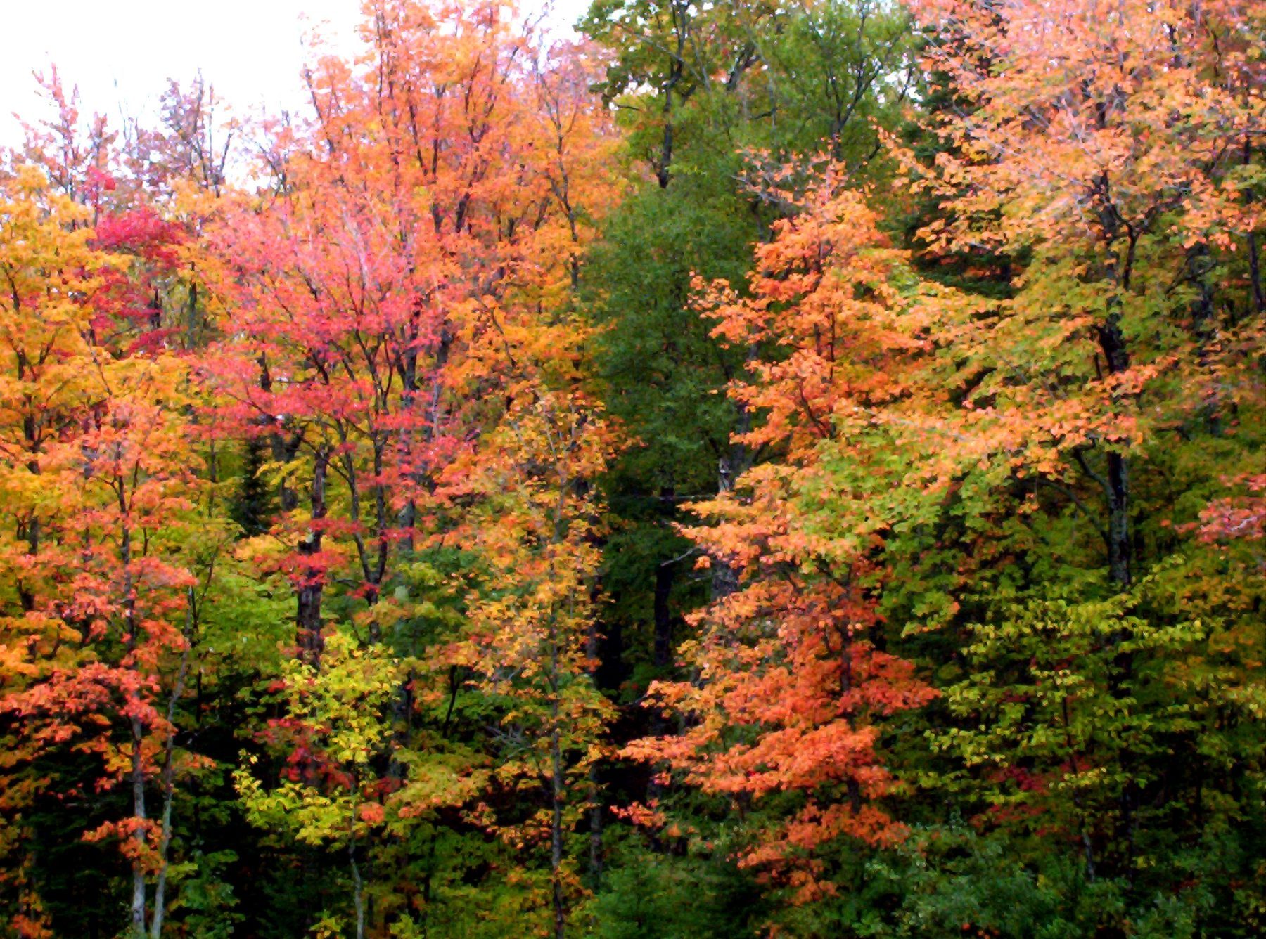 Orange and gold canopy at peak fall color in the Keweenaw
