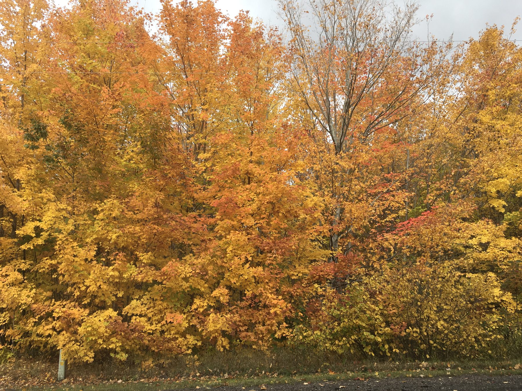 A stand of sugar maples at peak orange fall color
