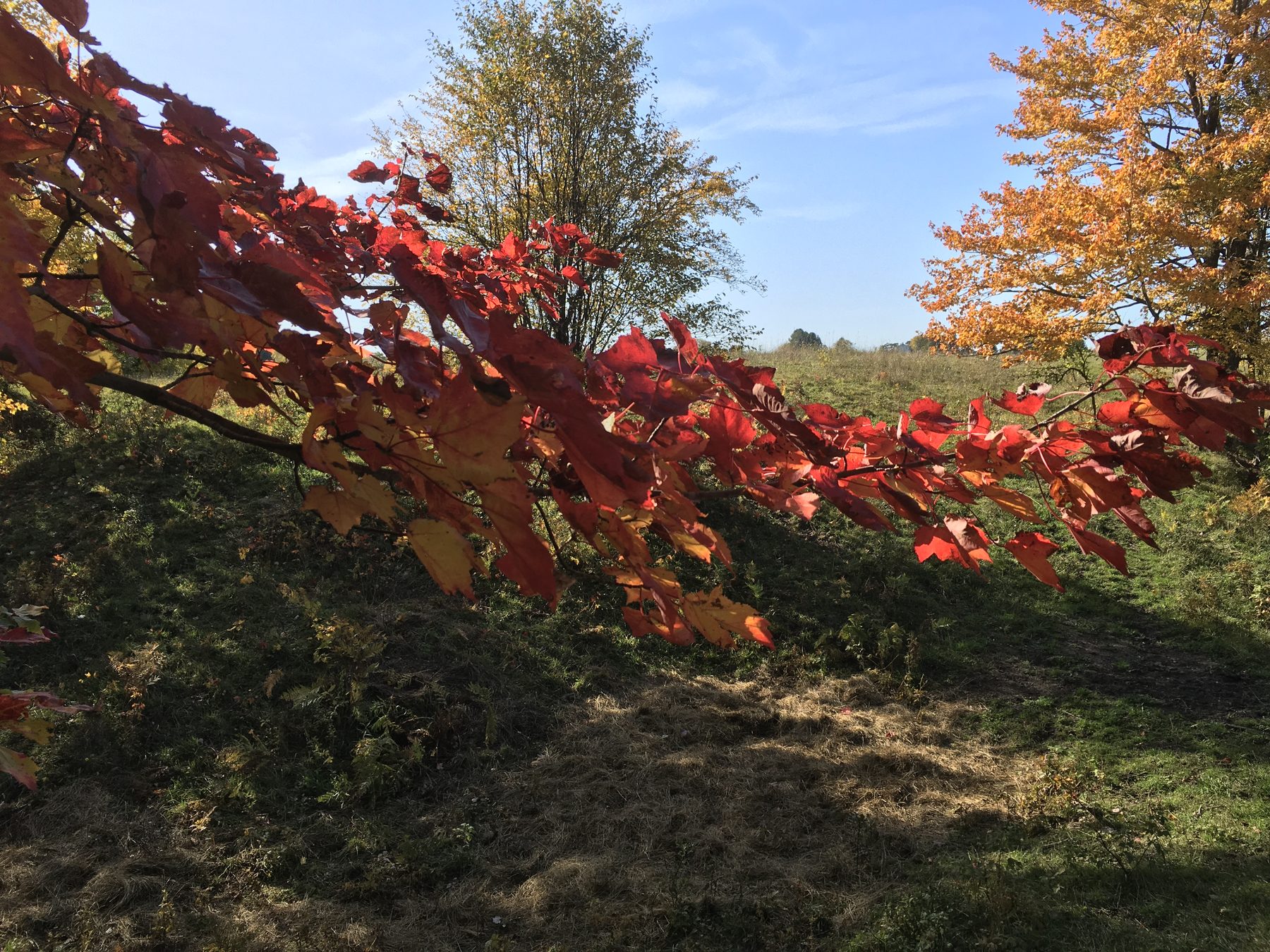 A red maple branch in close detail during Keweenaw fall color