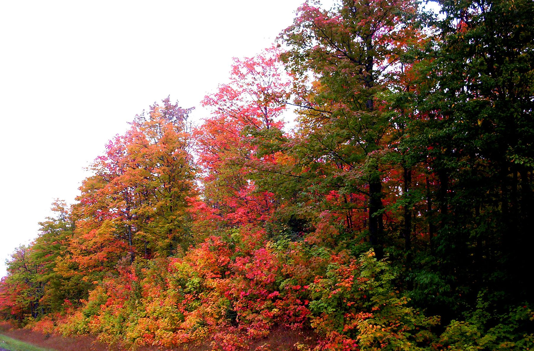 Red maple canopy standing against dark evergreens in the Keweenaw