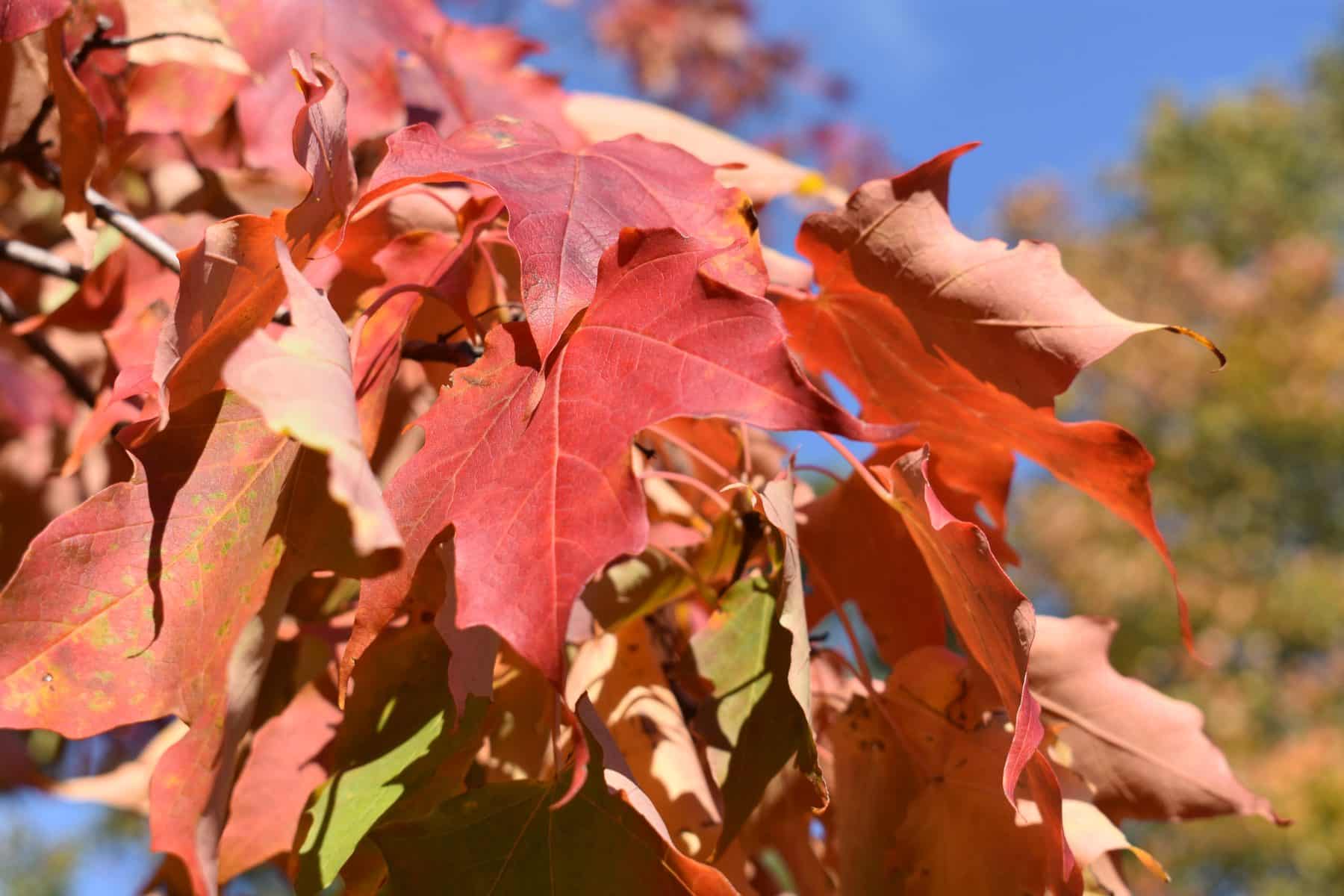 Close view of red maple leaves at peak fall color in the Keweenaw