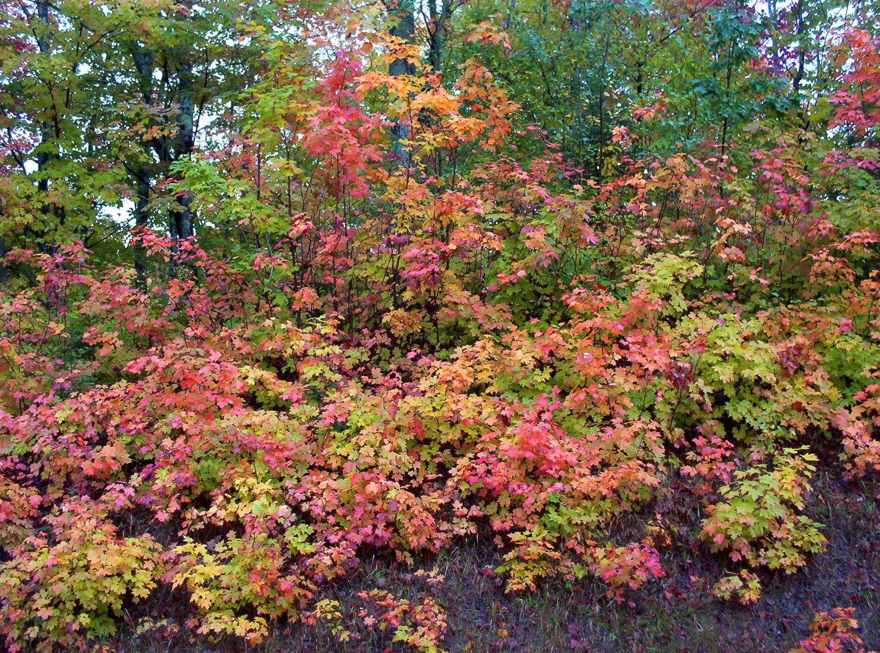 Red maple understory at peak fall color in the Keweenaw