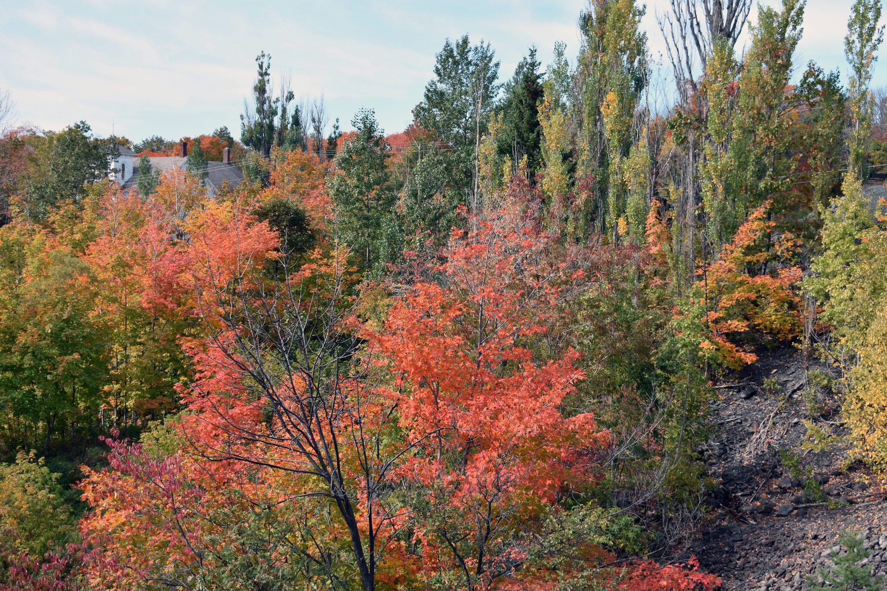 Red maples turning early scarlet in the Copper Country