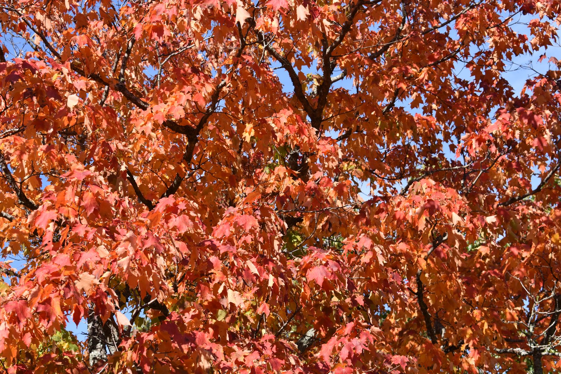 Red and orange maple leaves in close-up in Michigan's Upper Peninsula