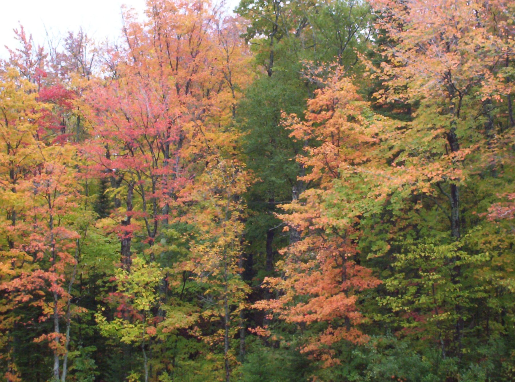 A soft orange canopy at peak fall color in the Keweenaw