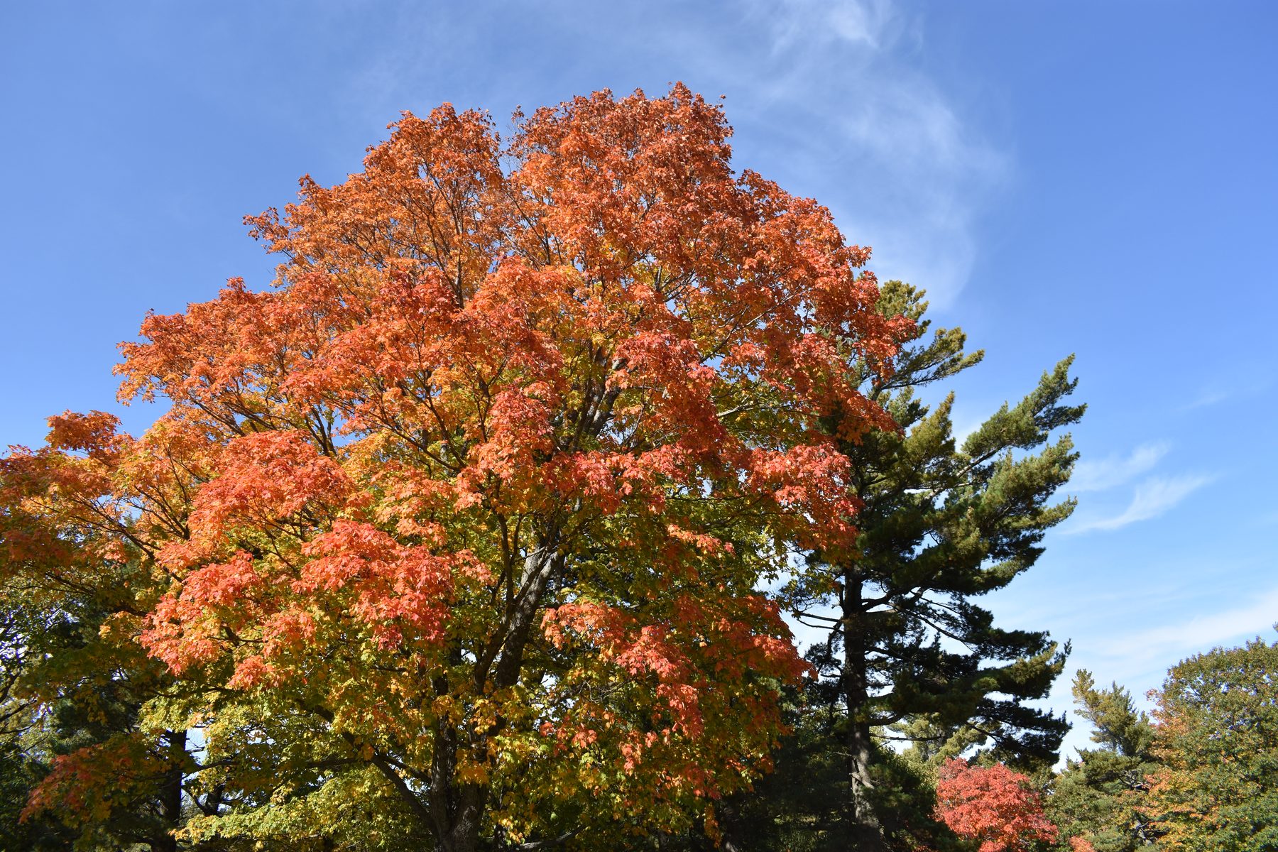 A sugar maple in orange fall color standing beside dark pines
