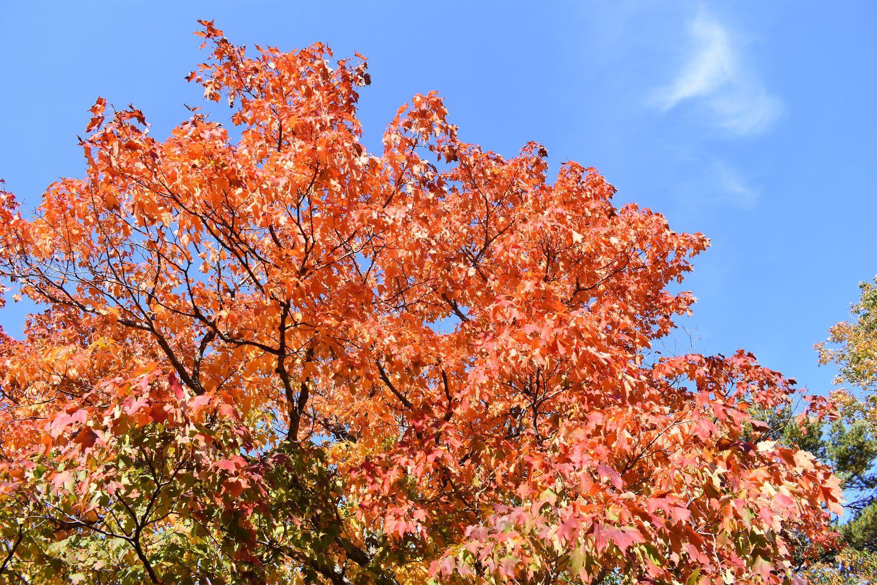 A sugar maple crown in orange fall color against a blue sky