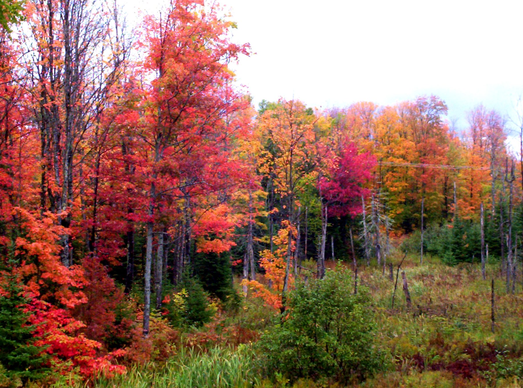 Red and orange fall foliage in Michigan's Upper Peninsula