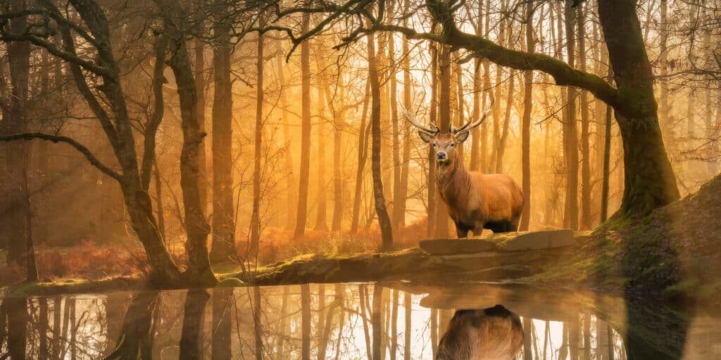 A majestic stag stands beside a calm forest pond at sunrise, surrounded by tall trees with golden light streaming through the misty woodland.